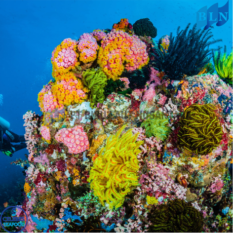 Coral Reef Conservation and Its Importance for Indonesia’s Fisheries